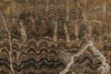 Polished Stromatolite (Greysonia) Section - Bolivia #210193-1
